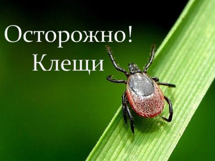 Роспотребнадзор рассказывает об основных мерах профилактики против клещевого энцефалита копия